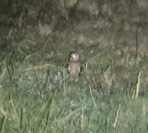 iNaturalist image