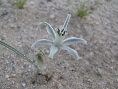 Androstephium breviflorum