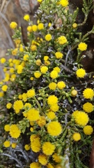Helichrysum parvifolium