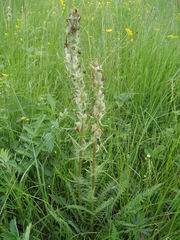 Pedicularis dasystachys