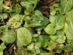 Lepidagathis inaequalis