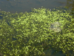Callitriche platycarpa