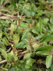 Lepidagathis inaequalis