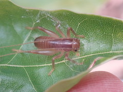 Nippancistroger testaceus