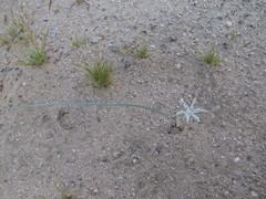 Androstephium breviflorum