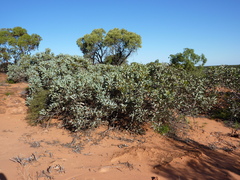 Eucalyptus pimpiniana