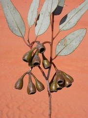 Eucalyptus pimpiniana