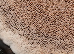 Datronia brunneoleuca