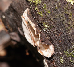 Datronia brunneoleuca