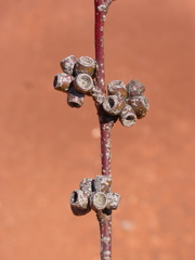 Eucalyptus phenax phenax