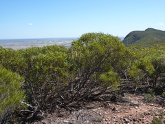 Eucalyptus phenax phenax