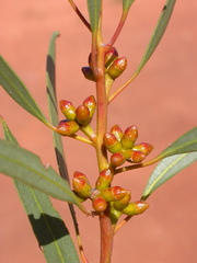 Eucalyptus phenax phenax