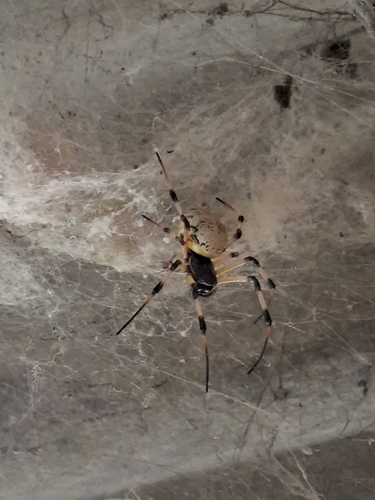African Hermit Spider