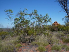Eucalyptus lansdowneana