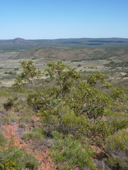 Eucalyptus lansdowneana