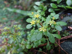 Sedum actinocarpum