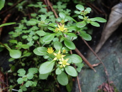 Sedum actinocarpum