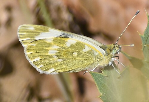 Bath White, 04800 Esparron-de-Verdon, France, photo 10 of 10