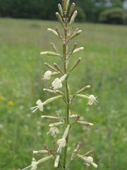 Silene multiflora
