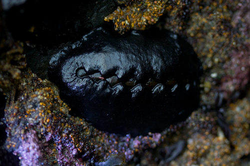 Black Leather Chiton