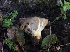 Helvella acetabulum