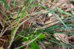 Liriope graminifolia