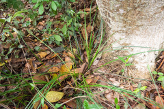 Liriope graminifolia