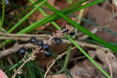 Liriope graminifolia