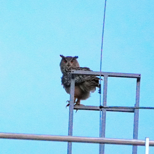 Búho real (Bubo bubo)