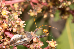 Pristhesancus chlamydatus