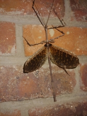 Bactrododema