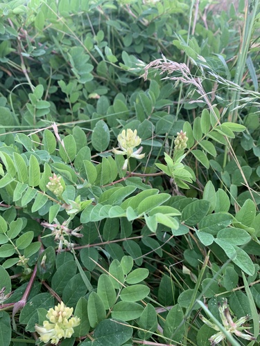 Wild Liquorice
