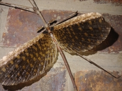 Bactrododema