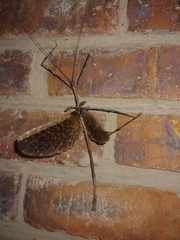 Bactrododema