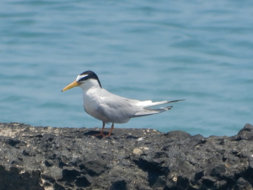 iNaturalist image