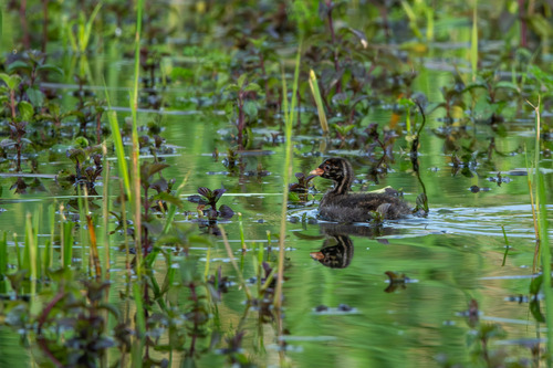 iNaturalist image