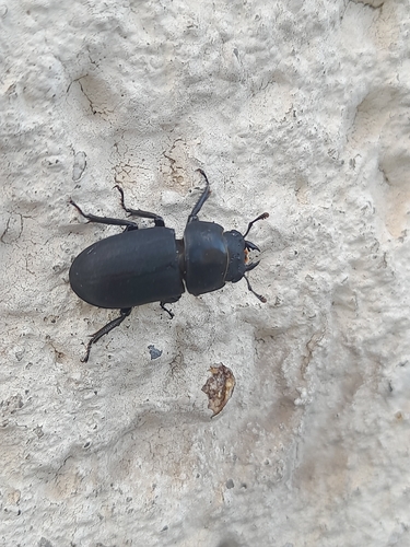Lesser Stag Beetle