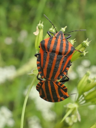 Continental Striped Shield Bug