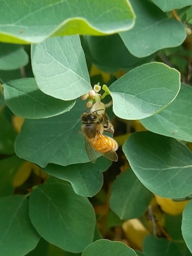 Western Honey Bee