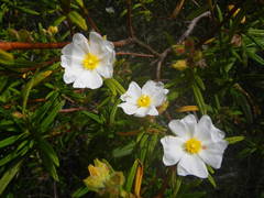 Cistus monspeliensis image