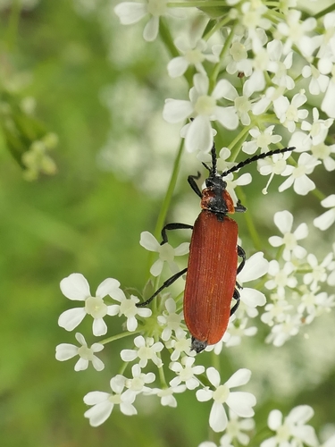 Lygistopterus sanguineus
