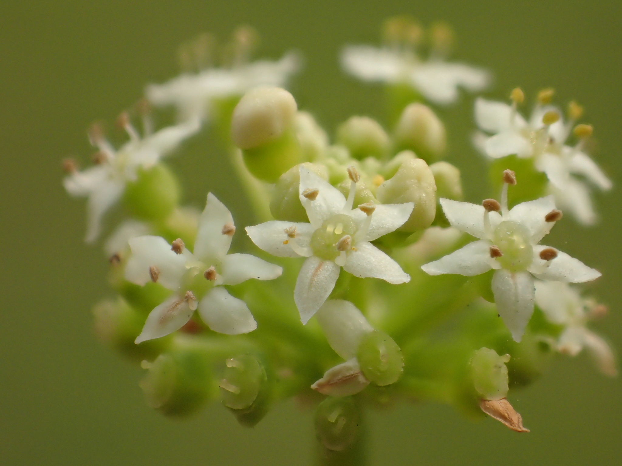 Hydrocotyle verticillata