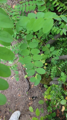 black locust