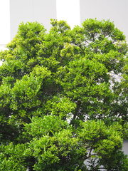 Diospyros kotoensis