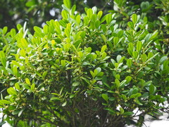 Diospyros kotoensis