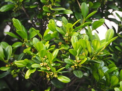 Diospyros kotoensis