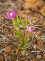 Centaurium tenuiflorum image