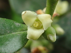 Diospyros kotoensis