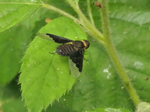 Black Banded Bee Fly