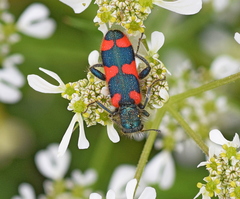 Trichodes punctatus